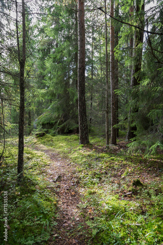 Footpath in a lush and verdant forest in Finland on a sunny day in the summertime.