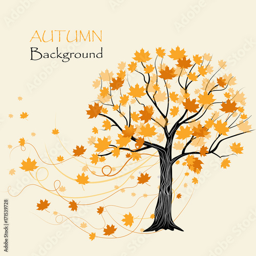 Autumn maple tree