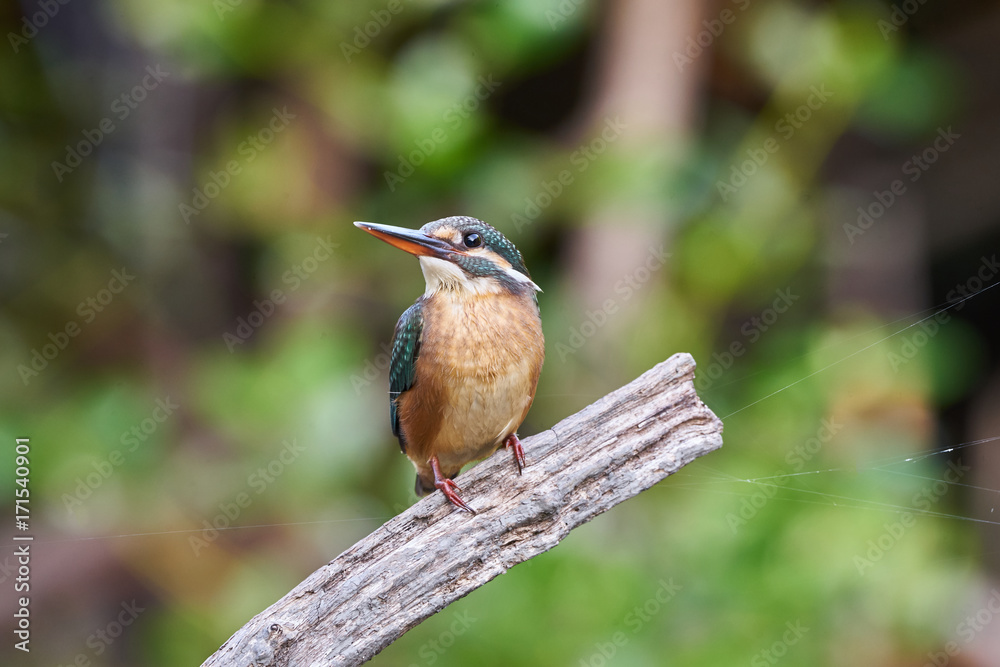 The common kingfisher (Alcedo atthis) sitting on a branch