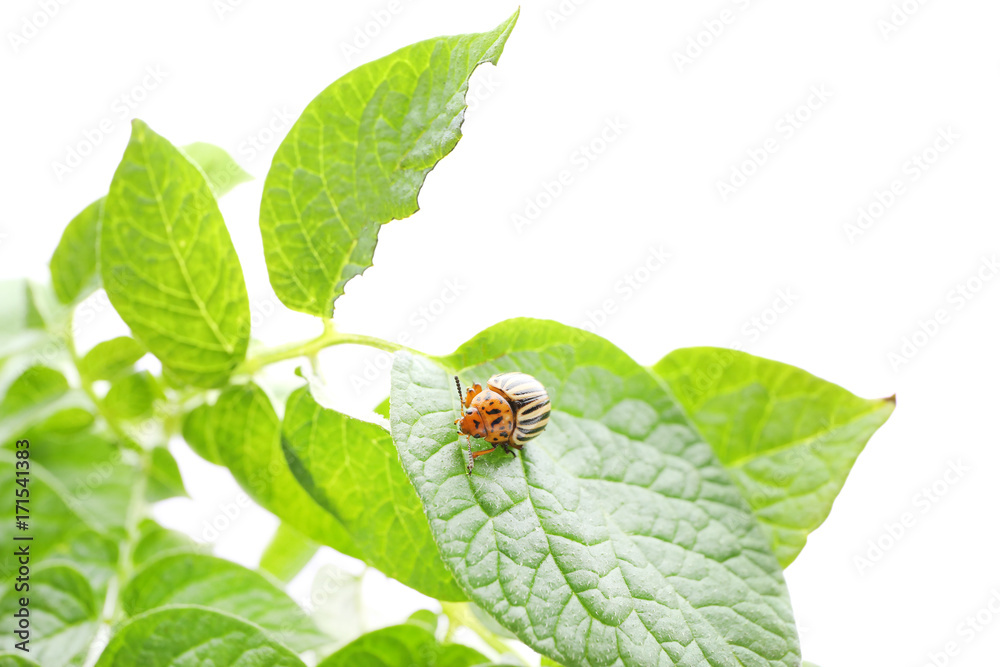 Colorado beetle and plant on white background Colorado beetle and plant on white background