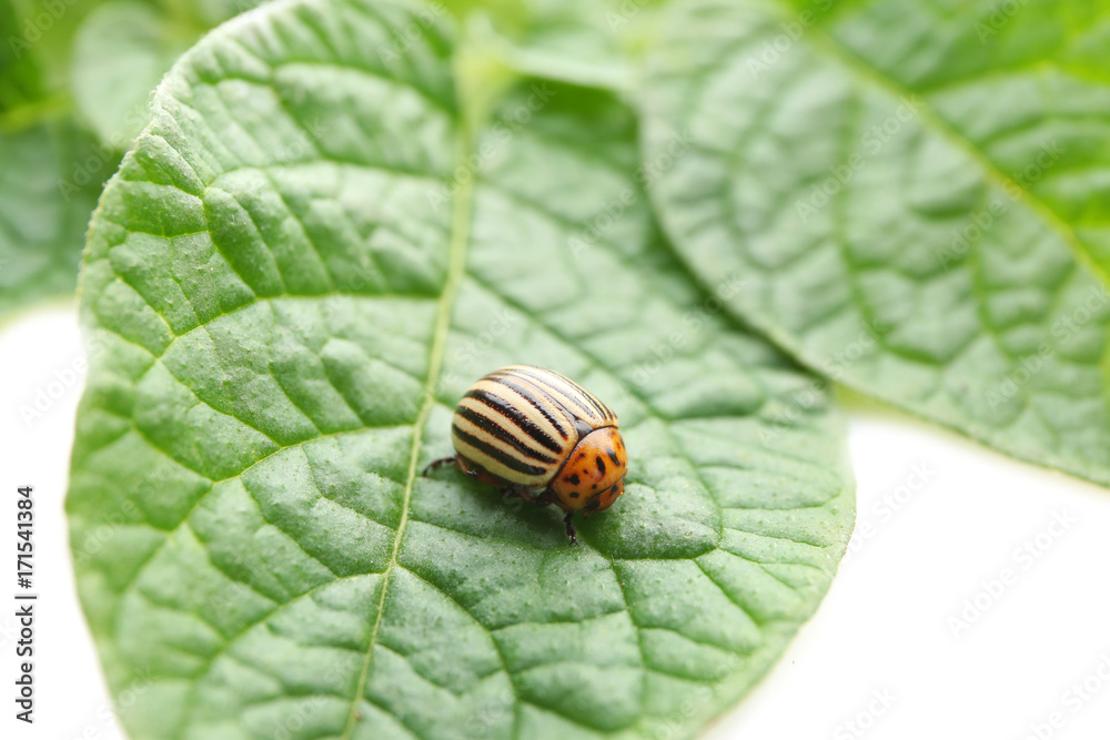 Colorado beetle and plant on white background Colorado beetle and plant on white background