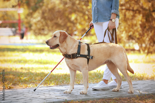 Fototapeta Naklejka Na Ścianę i Meble -  Guide dog helping blind woman in park