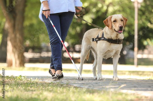 Fototapeta Naklejka Na Ścianę i Meble -  Guide dog helping blind woman in park