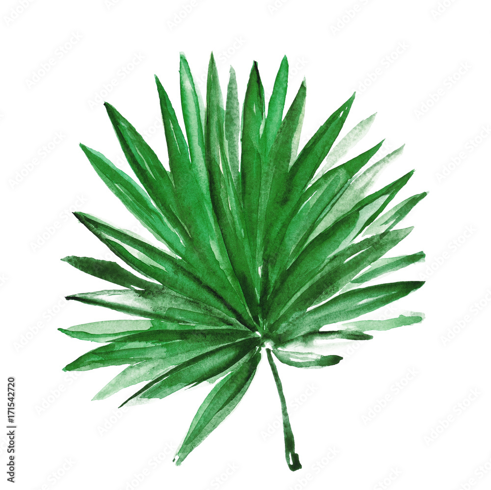 Watercolor tropical leaf isolated on white Watercolor tropical leaf isolated on white