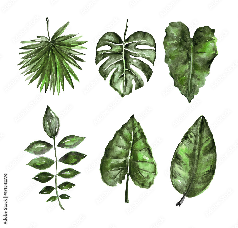 Different watercolor tropical leaves isolated on white Different watercolor tropical leaves isolated on white