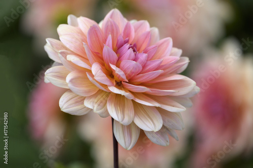 Fototapeta Naklejka Na Ścianę i Meble -  Dahlie (Dahlia)
