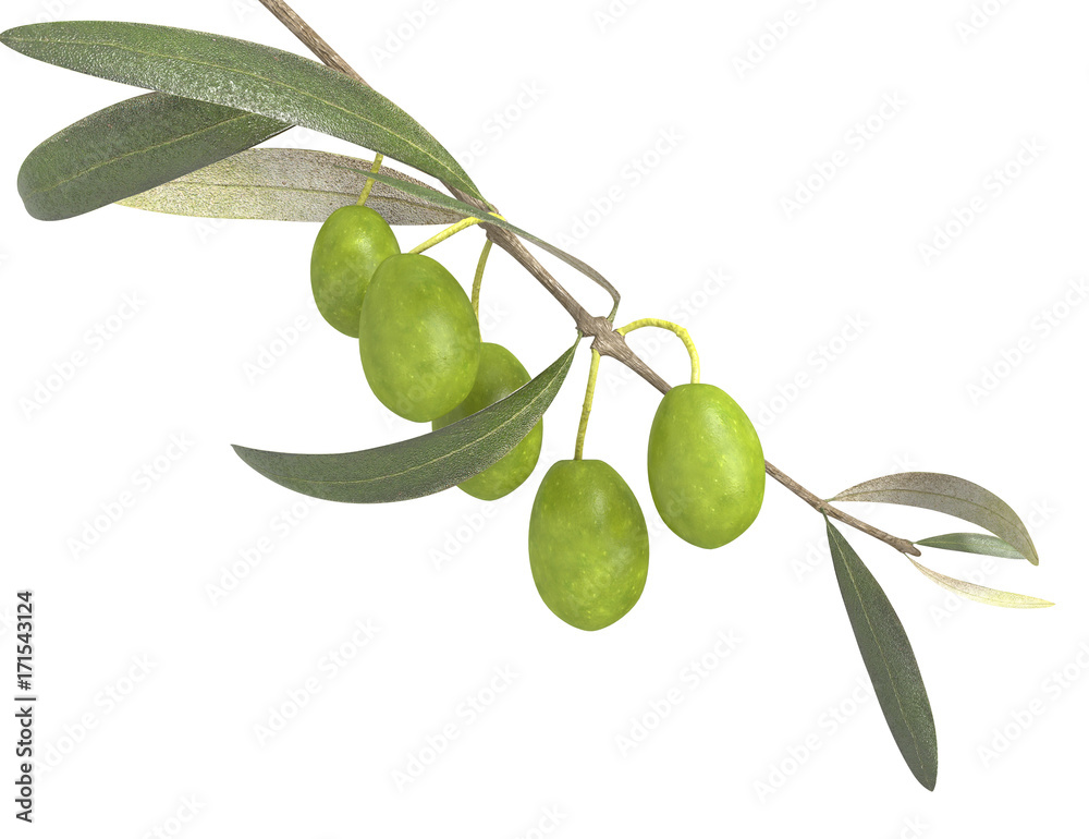 Fresh olive tree branch isolated on white Fresh olive tree branch isolated on white