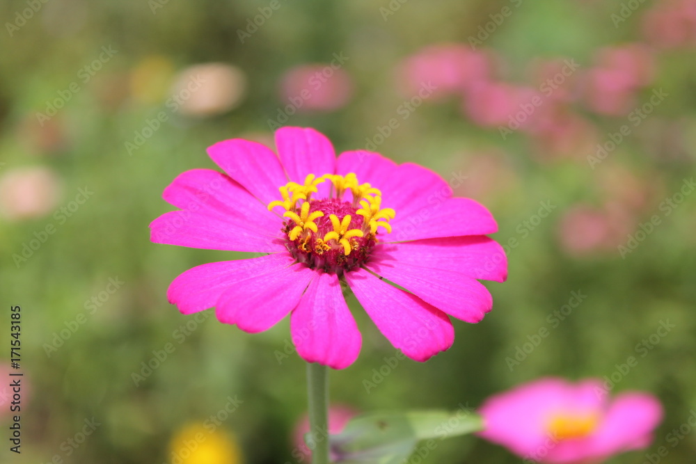 Flower Flower