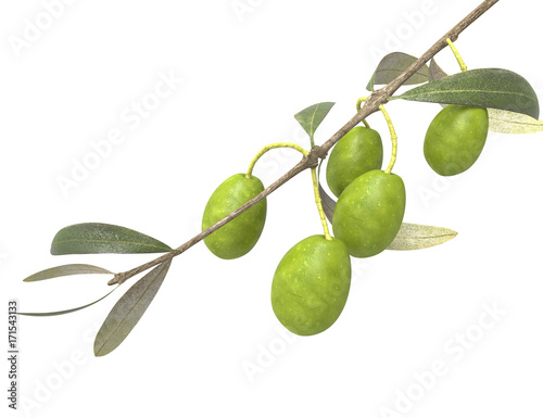Fresh olive tree branch isolated on white