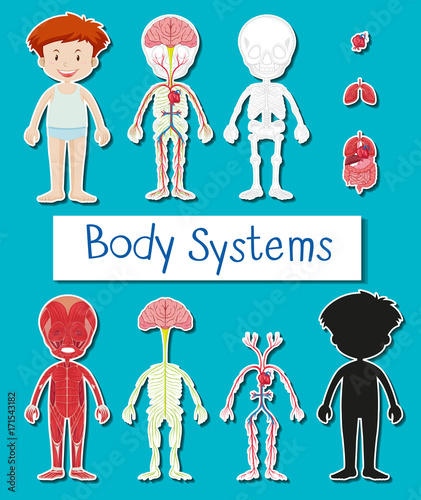Little boy and body system poster