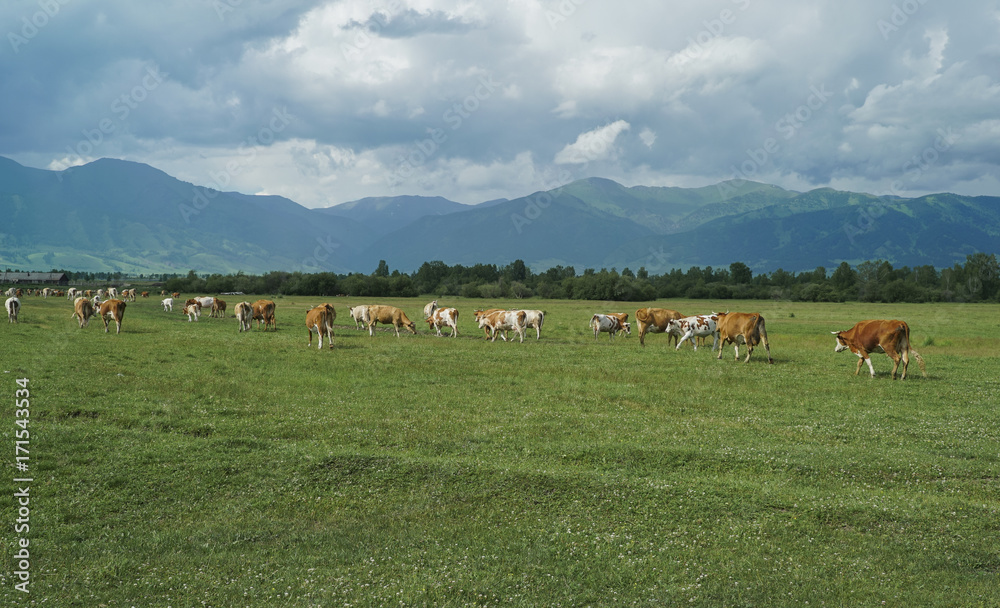 grazing cows in green summer meadow field in the mountains grazing cows in green summer meadow field in the mountains