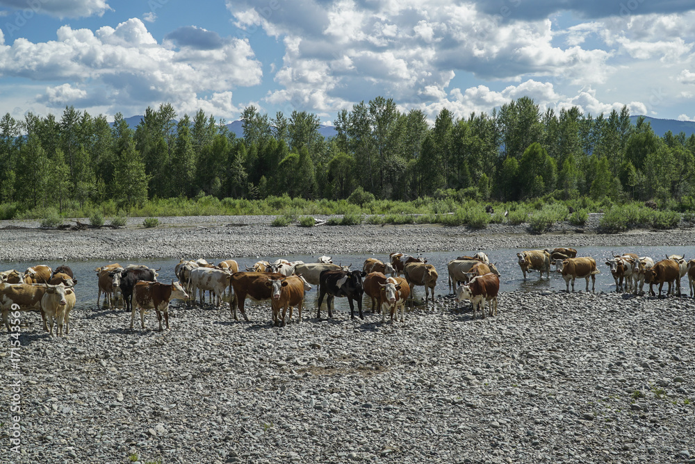 Obraz premium many cows drink water from a mountain river on a stone beach beautiful nature landscape