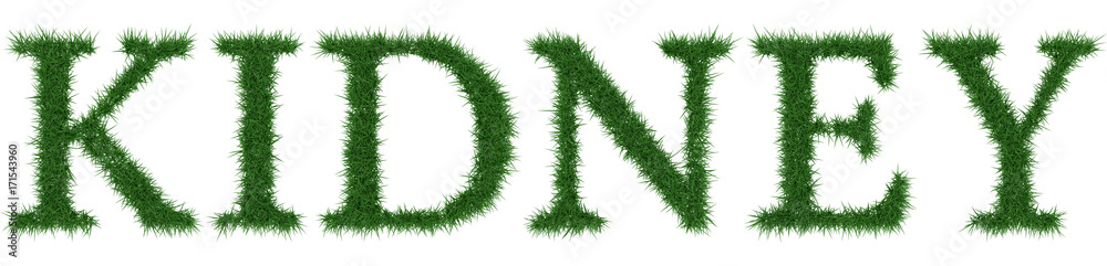 Kidney - 3D rendering fresh Grass letters isolated on whhite background. Kidney - 3D rendering fresh Grass letters isolated on whhite background.