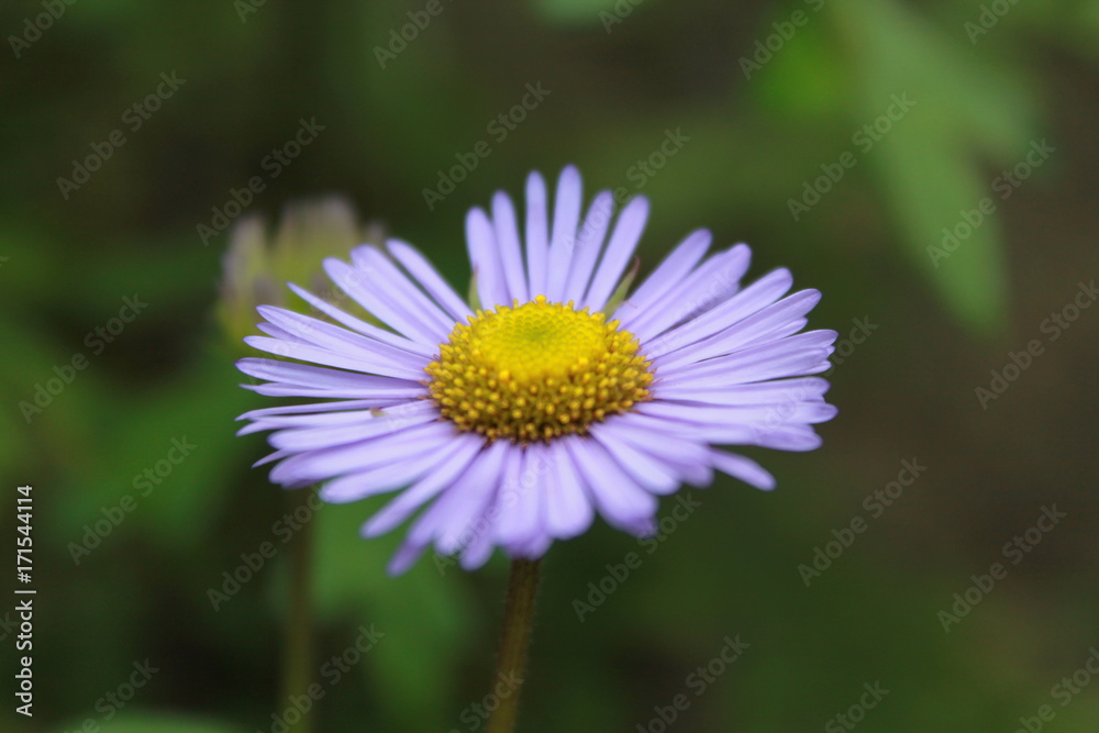 Fresh FLOWERS