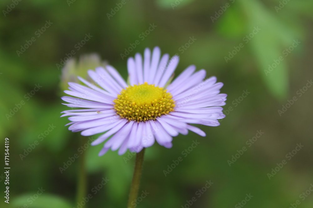 Fresh FLOWERS