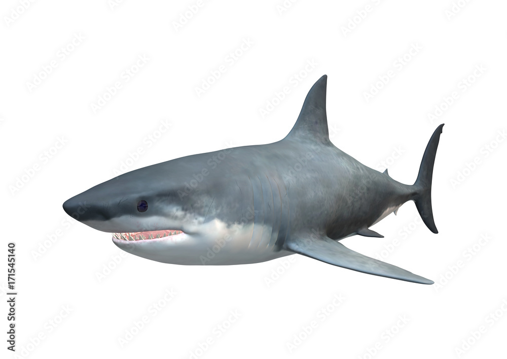 Obraz premium 3D Rendering Megalodon Shark on White