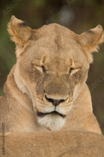resting, a pride of lions, Chobe National Park, Botswana