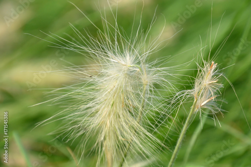 Pennisetum villosum