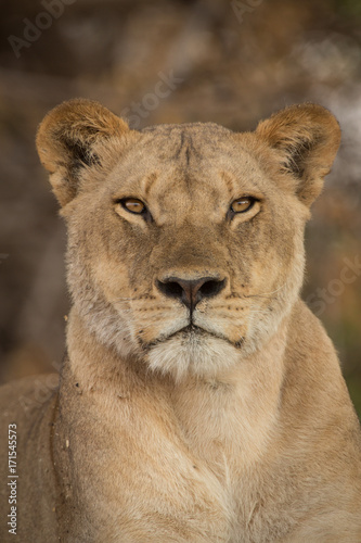 Fototapeta Naklejka Na Ścianę i Meble -  a pride of lions, Chobe National Park, Botswana