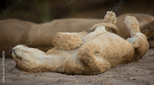 sleeping, a pride of lions, Chobe National Park, Botswana