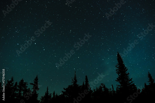 Stars in the night sky against the backdrop of silhouettes of trees

