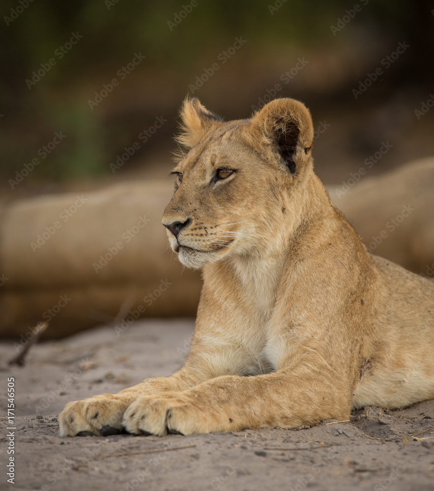 Fototapeta premium a pride of lions, Chobe National Park, Botswana