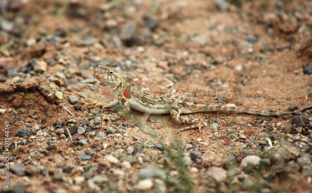 lizard of gobi