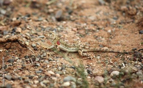 Photography lizard of gobi