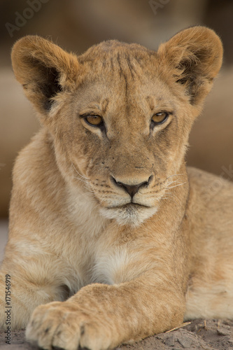 Fototapeta Naklejka Na Ścianę i Meble -  a pride of lions, Chobe National Park, Botswana