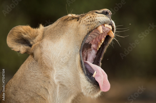 yawning, a pride of lions, Chobe National Park, Botswana