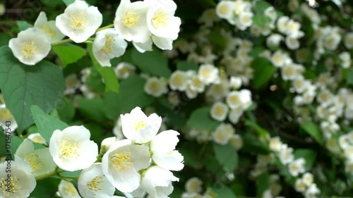 Mock Orange Blooms.