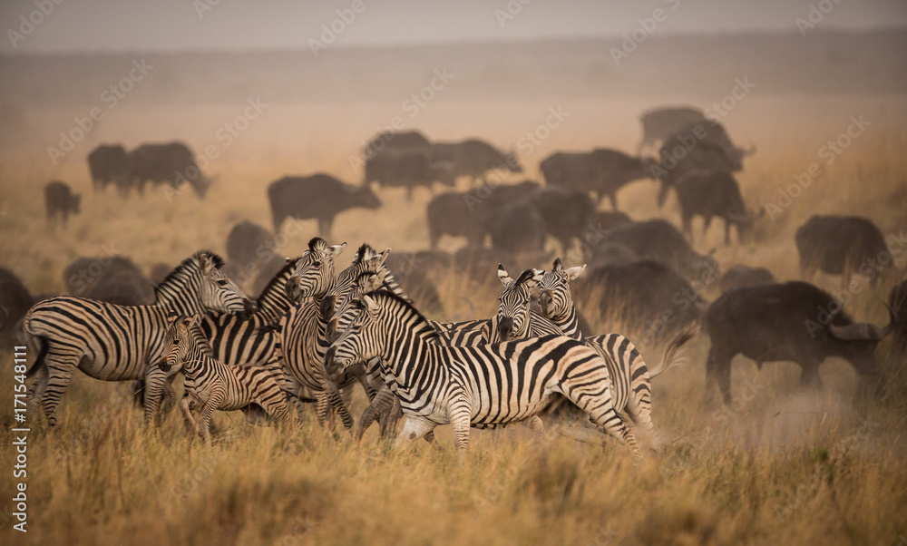 Obraz premium zebras in a Cape buffaloo herd
