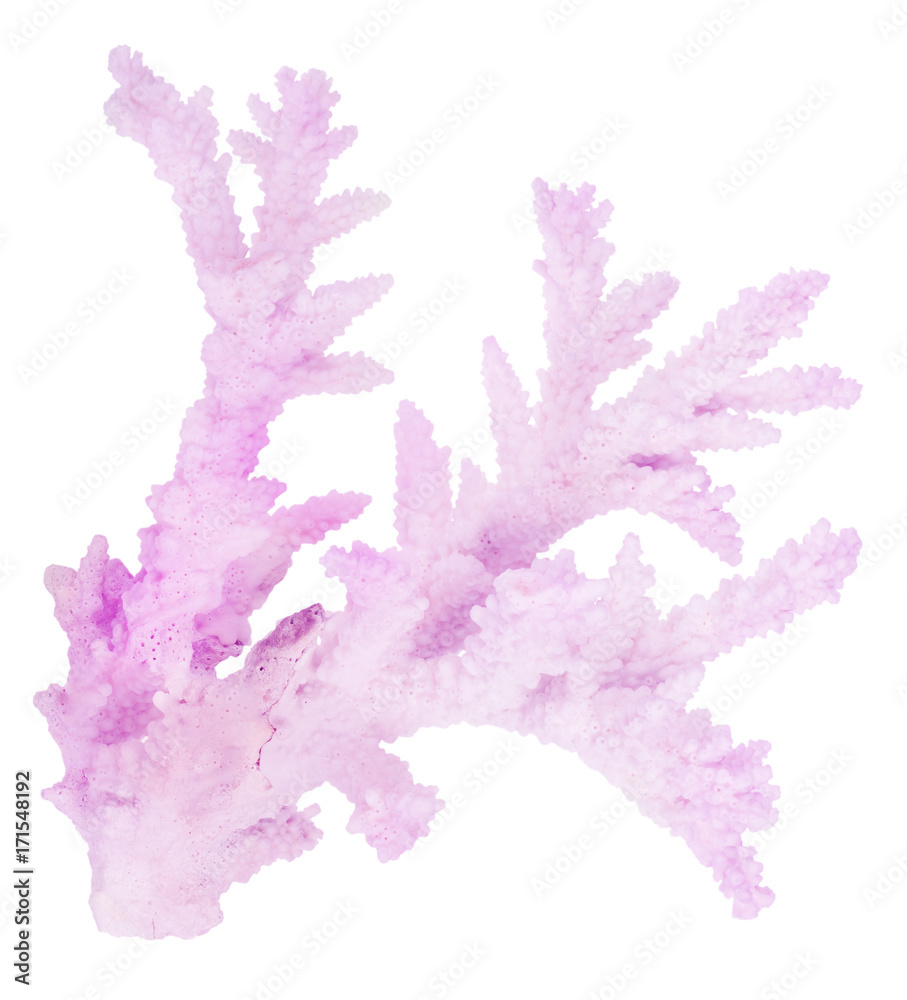 Naklejka premium lilac isolated old coral branch