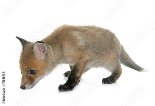 Fotografie, Obraz fox cub in studio