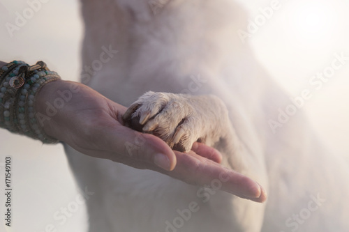 contact between dog paw and human hand, gesture of affection