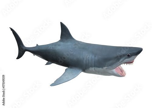 3D Rendering Megalodon Shark on White