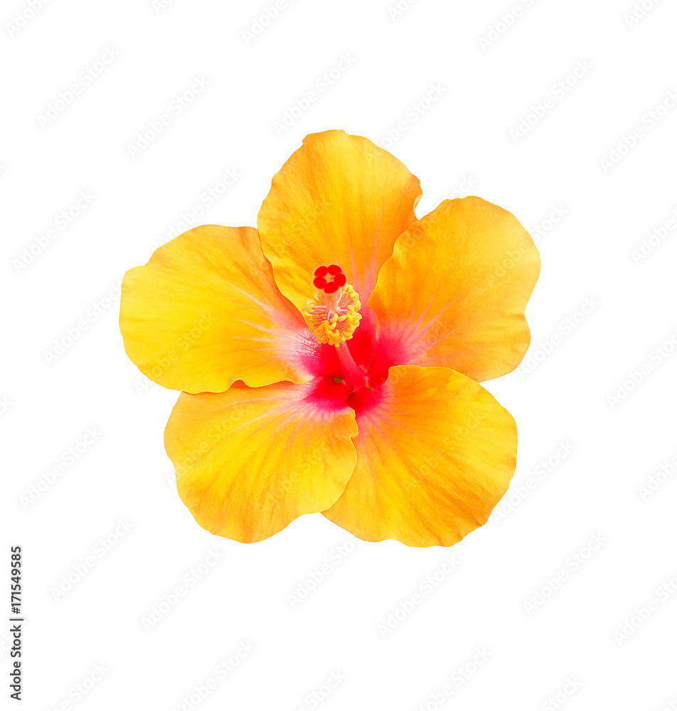 Fototapeta premium Hibiscus flower isolated on white background