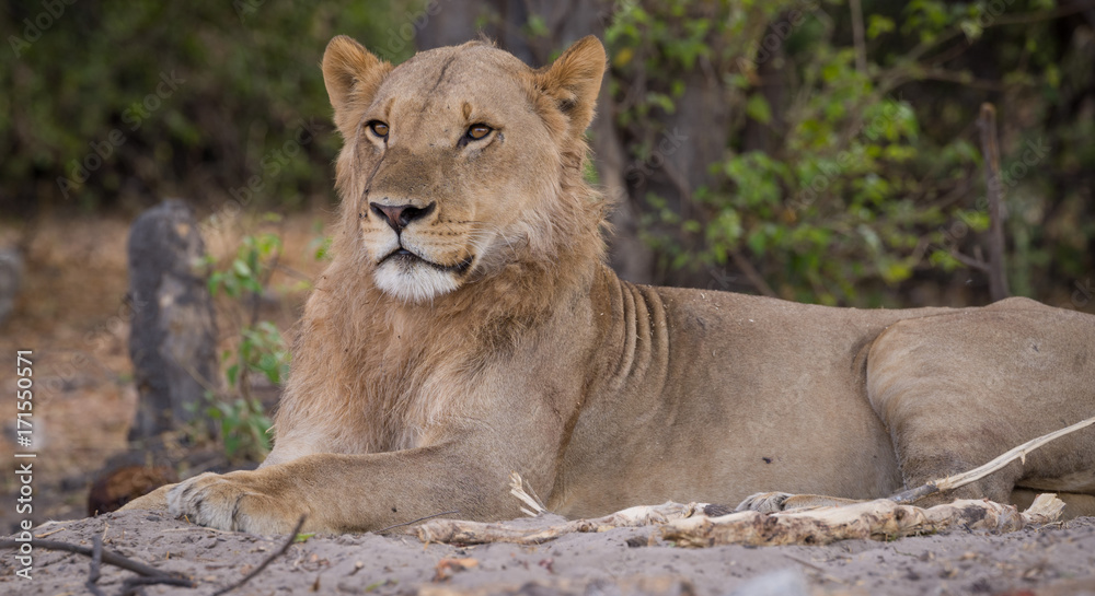 a pride of lions, Chobe National Park, Botswana a pride of lions, Chobe National Park, Botswana