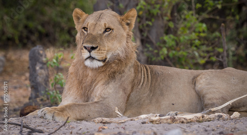 a pride of lions  Chobe National Park  Botswana
