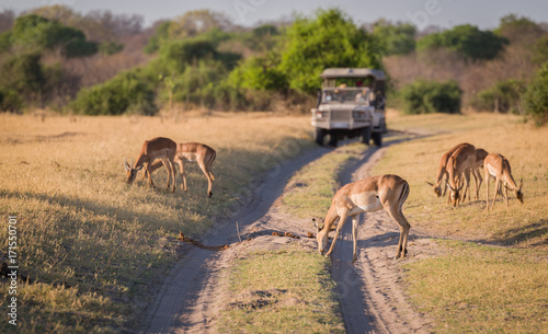 Observing Impala on safari  Botswana