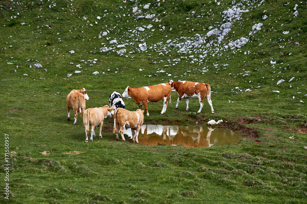 Herd of cows standing around a small water pond on a green field, in Dobratsch Nature Park in Carinthia, Austria