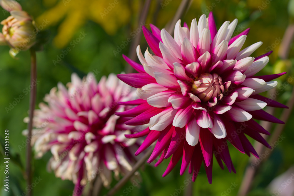 Obraz premium wunderschöne dahlien