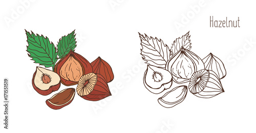 Colored and monochrome drawings of hazelnut with leaves