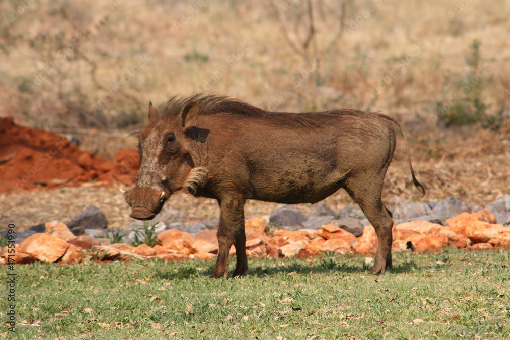 namibie