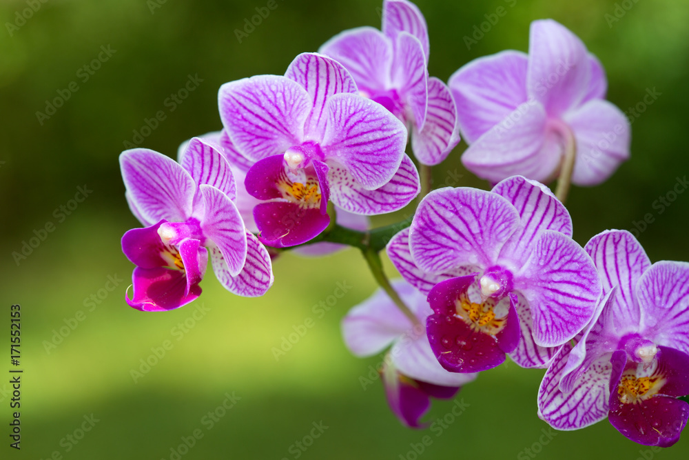 Pink orchid with water drops isolated. Pink orchid with water drops isolated.