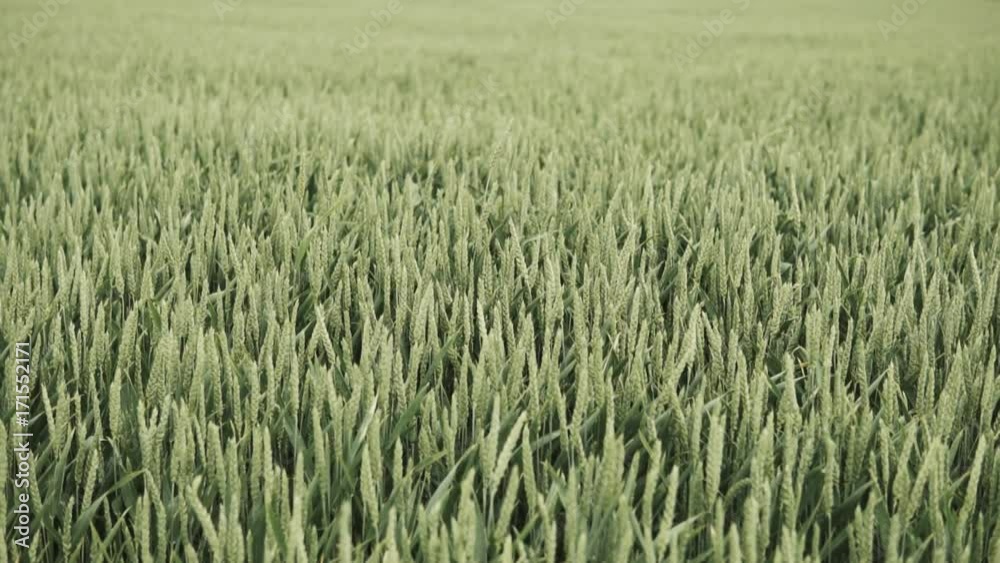 Slow motion green wheat waving on a wind during windy day
Slow motion green wheat waving on a wind during windy day