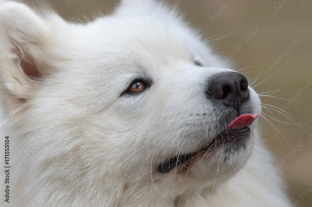 Samoyed dog close-up Samoyed dog close-up