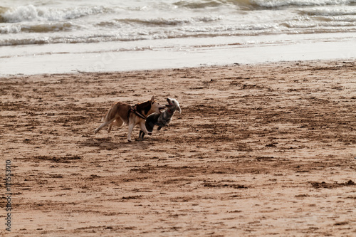 Playing dogs on the beach