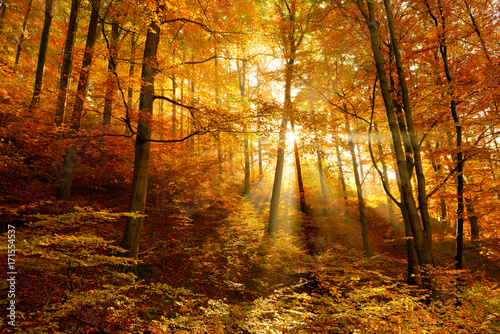Autumn Forest Illuminated by Sunbeams through Fog, Leafs Changing Colour