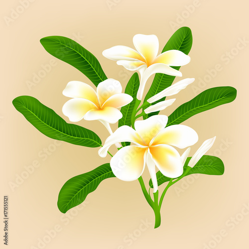 White plumeria flower (Frangiapani), vector illustration.
